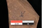 Foto (Detailansicht) von Chondrites ambiguus Ettingshausen (NHMW-GEO-2024-0188-0097)